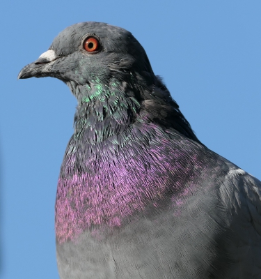 Common Pigeon